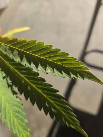 Sour Headies/OGBX1 — flower, day 125