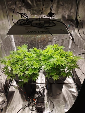 First Grow - - - Hydroponic - - - Roswell Code (2 plants)  — flower, day 1