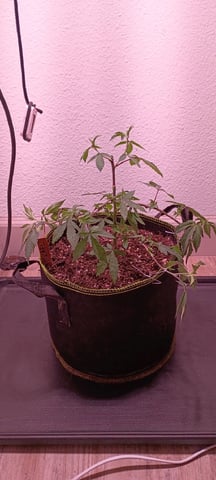 FKAFL — vegetative, day 15