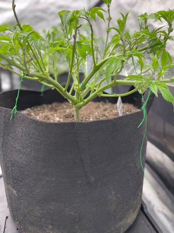 1st Ever Grow (GodFather OG) (Coco) — vegetative, day 54