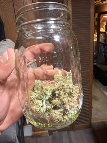 Gorilla Cookies — 1st Grow — done, day 81