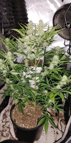 two clones and sour diesel  — flower, day 29