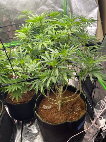 Phx_Freedom — flower, day 61