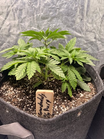 Gorilla Runtz — vegetative, day 32