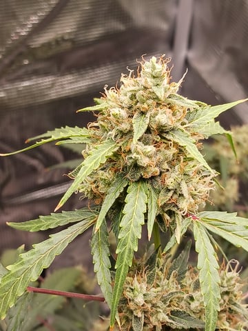 black gorilla feminized — flower, day 23