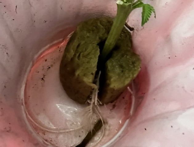 White Widow Auto — seedling_rooting, day 11