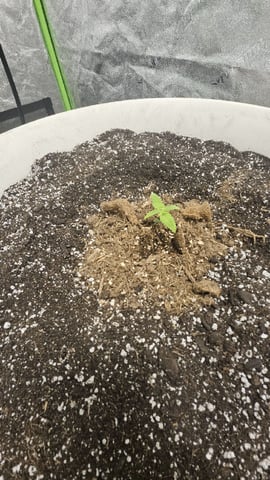 First Grow — seedling_rooting, day 2