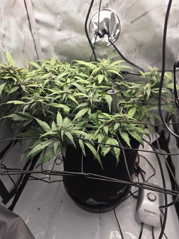 Vanna's Vanilla — auto, day 60