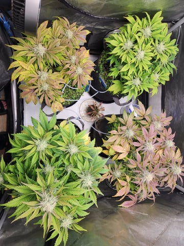 Mephisto's Flava Flav (Grape Crush x Guava Fig) — flower, day 69