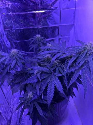 2nd grow — seedling_rooting, day 41