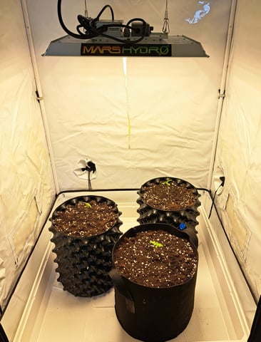 Runtz — vegetative, day 11