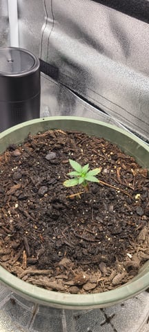 wedding cake auto flower — seedling_rooting, day 16