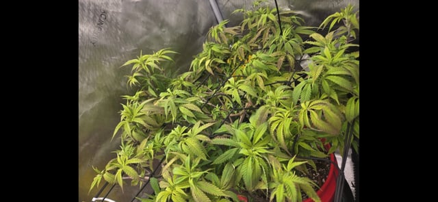 First Grow — vegetative, day 35