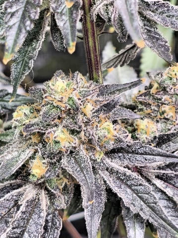 Grow 5.o — flower, day 100