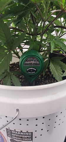 1st grow Dr. Nefario — vegetative, day 33