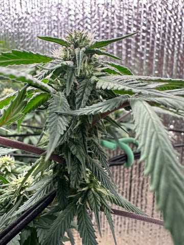 trying some bag seeds — flower, day 51