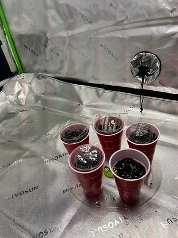 First Ever Grow GT — seedling_rooting, day 2