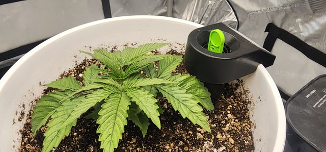 1st grow Dr. Nefario — vegetative, day 22