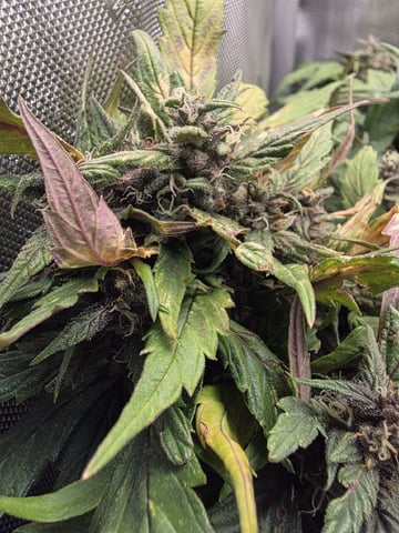 Vanna's Vanilla — auto, day 66