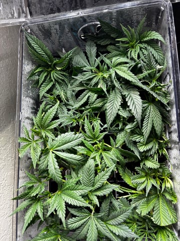 Pink Passion Fruit — vegetative, day 37