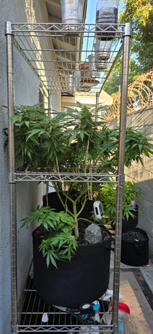 Mystery Weed Plant — flower, day 132