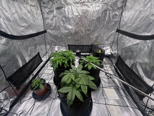 2025-26 harvest INDOOR — vegetative, day 65