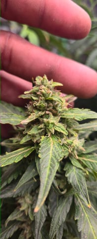 DeathStar, Grease Monkey, Goat Latto, Northern Lights