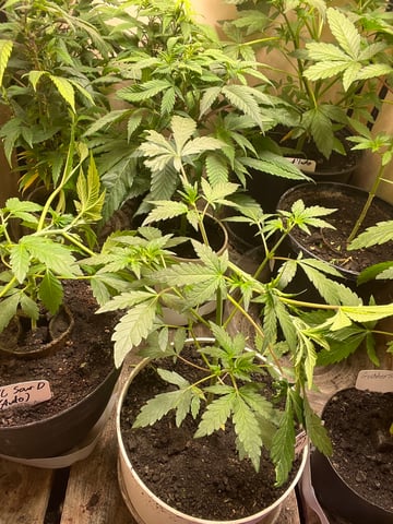 Mike Tyson Colab — vegetative, day 47