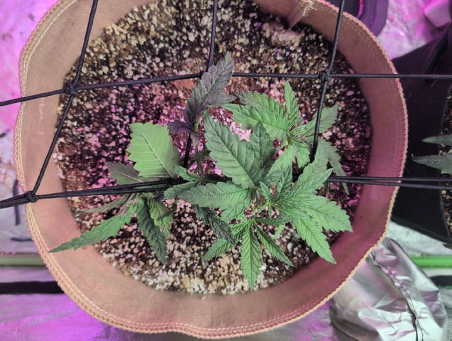 2025-26 — vegetative, day 24