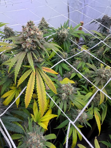 Indoor Grow  — flower, day 194