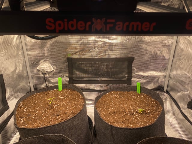 Auto Run #1 2025-2026 — vegetative, day 24