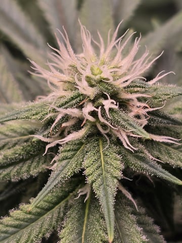 First grow — flower, day 83