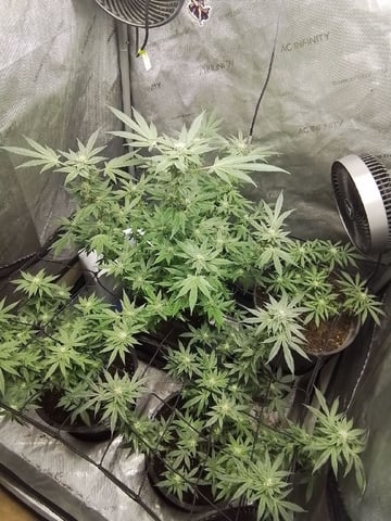 grow 1 — flower, day 94