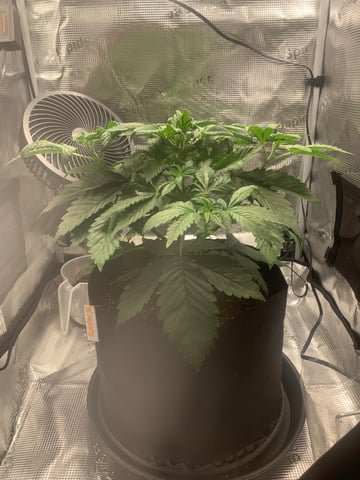 Blackberry Moonrocks (First Grow) — vegetative, day 4