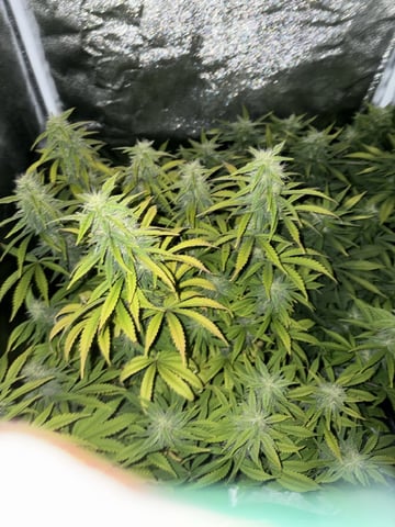 Cookies Haze — vegetative, day 121