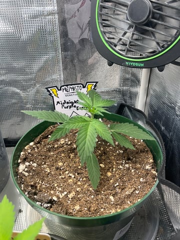 Mephistos Auto  — auto, day 22