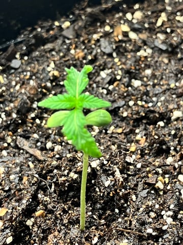 My First Grow