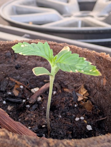 Galicane Fem — seedling_rooting, day 13