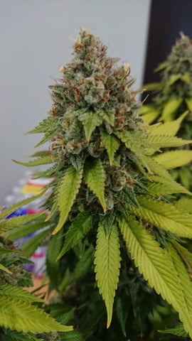 Closet grow  — flower, day 92
