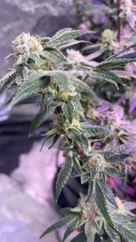 1st Ever Grow (Fat Bastard)(RDWC)  — flower, day 160