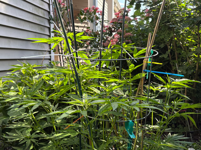 Grimm Glue  — grow_setup, day 1