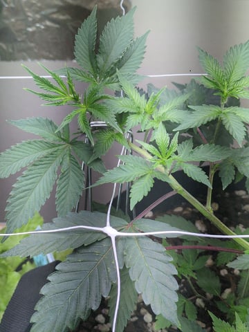Audrey III — vegetative, day 69