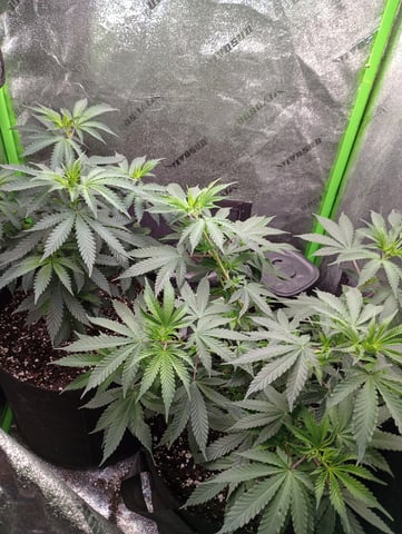 All Aboard!!! — vegetative, day 54