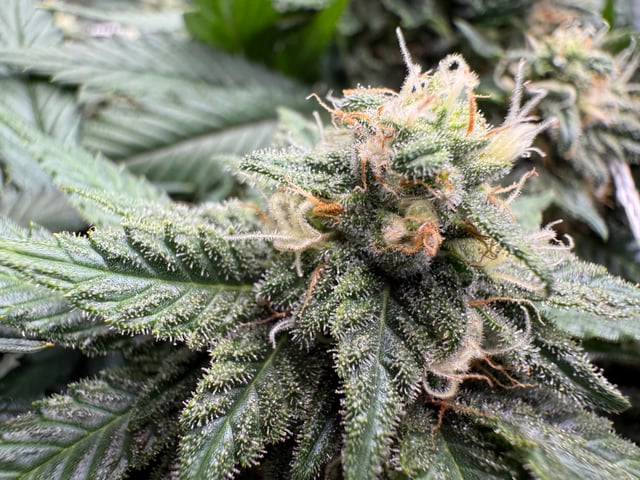 Green Gelato — flower, day 87