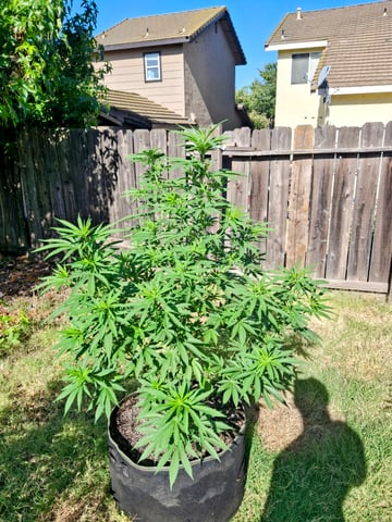 first auto flower grow...royal queen seeds purple matic — seedling_rooting, day 8