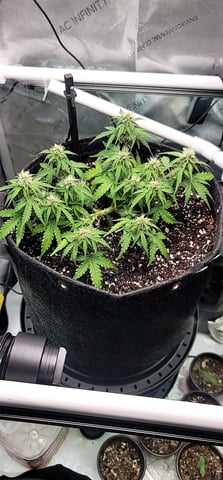 Number Two.  Lola — flower, day 61