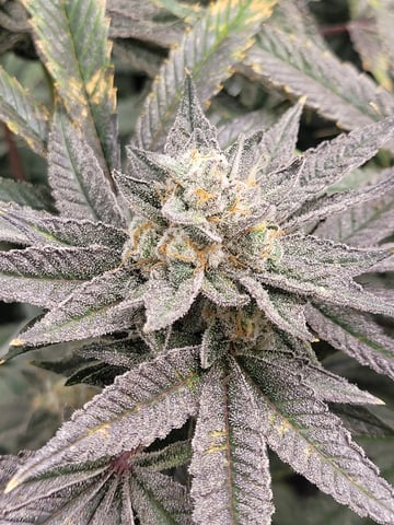 #3 — flower, day 80