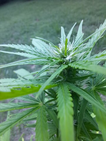 Bucket List Grow #2 — flower, day 61