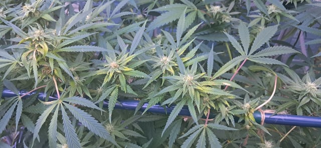 1st grow (green house)(natural) — flower, day 91