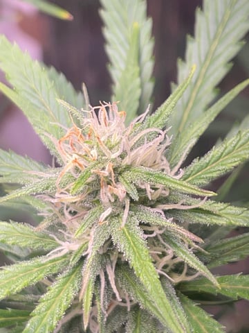 FIRST AUTO RUN — auto, day 36